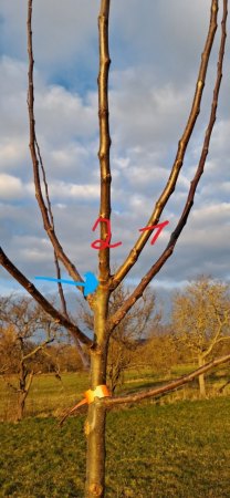 Was tun bei geteiltem Leittrieb (Apfelbaum, 1. Standjahr)