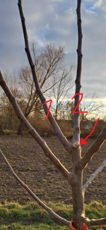 Was tun bei geteiltem Leittrieb (Apfelbaum, 1. Standjahr)