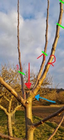 Was tun bei geteiltem Leittrieb (Apfelbaum, 1. Standjahr)