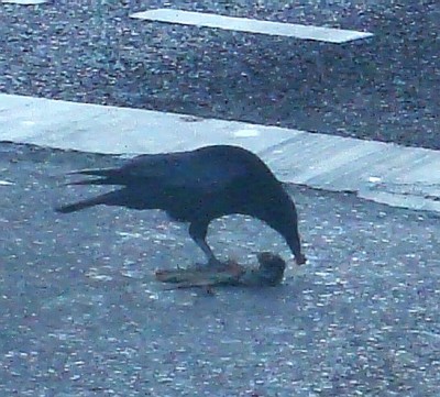 28.12.2007 sid beim aufräumen.jpg