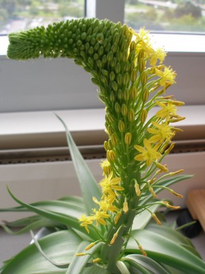 bulbine-8.9..jpg