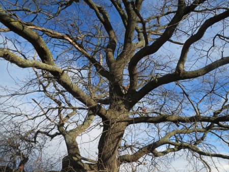 Quercus robur, Englische eiche, Stieleiche - Bild von WikimediaImages auf Pixabay