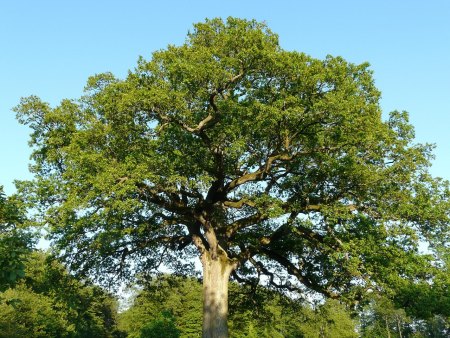 Stieleiche - Quercus robur Stamm - Krone - Habitus - Bild von Hans auf Pixabay