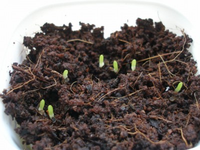 bulbine neu 29.12..jpg