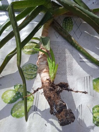 Aloe knickt erst um und geht jetzt ein. Benötige schnell Hilfe!!