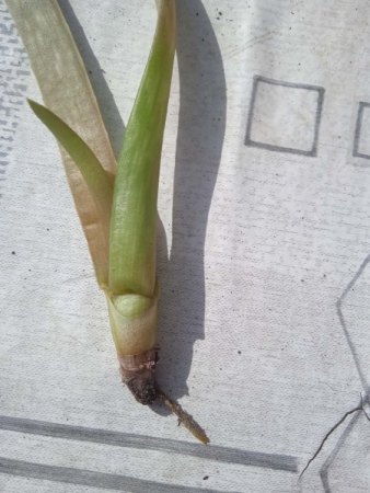 Aloe knickt erst um und geht jetzt ein. Benötige schnell Hilfe!!