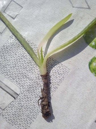 Aloe knickt erst um und geht jetzt ein. Benötige schnell Hilfe!!