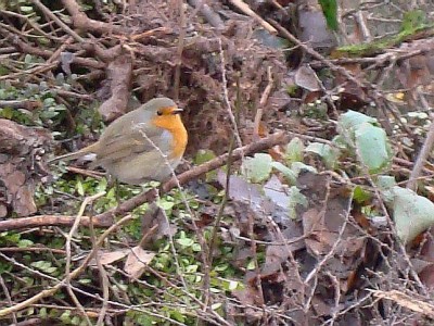 28.12.2007 am kompostplatz.jpg