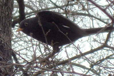 28.12.2007 der hüter.jpg