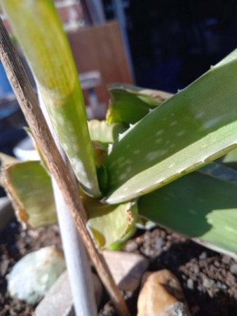 Aloe knickt erst um und geht jetzt ein. Benötige schnell Hilfe!!