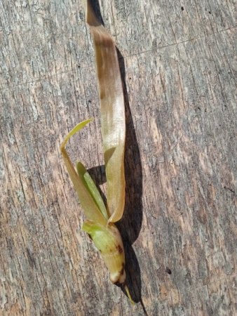 Aloe knickt erst um und geht jetzt ein. Benötige schnell Hilfe!!