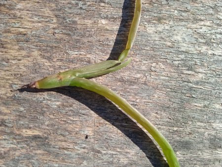 Aloe knickt erst um und geht jetzt ein. Benötige schnell Hilfe!!