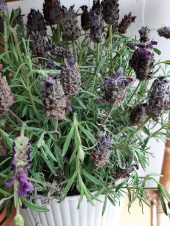 Schopf-Lavendel sieht krank aus