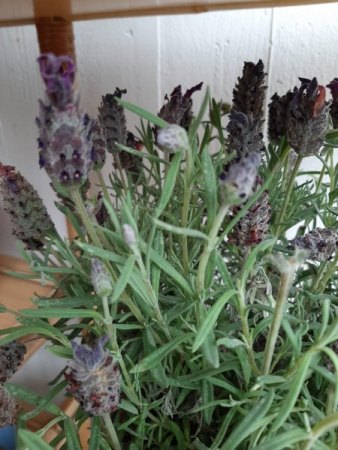 Schopf-Lavendel sieht krank aus