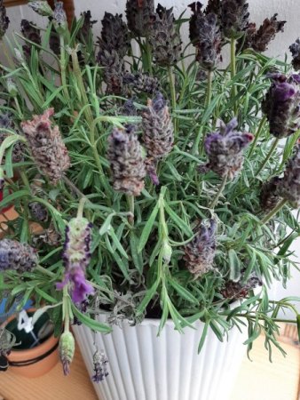 Schopf-Lavendel sieht krank aus
