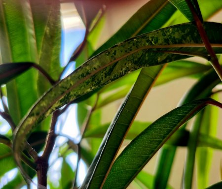 Ficus Alii varigiert?