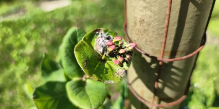 Lonicera brownii Dropmore Scarlet erkrankt