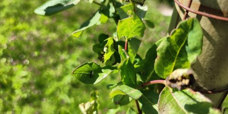Lonicera brownii Dropmore Scarlet erkrankt