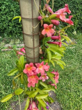 Lonicera brownii Dropmore Scarlet erkrankt