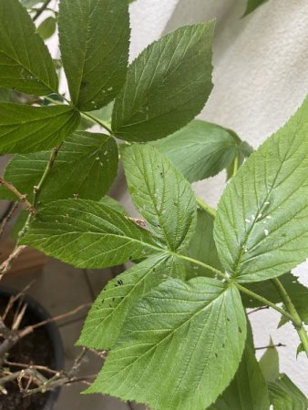 Kleine Löcher & braune Verfärbungen auf meiner Himbeere