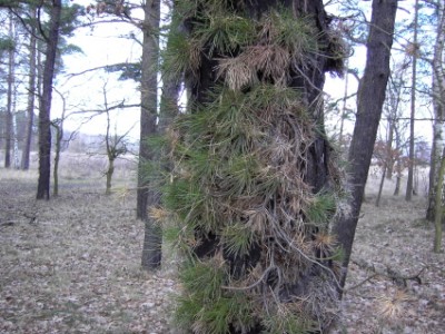 Puschel2.jpg
