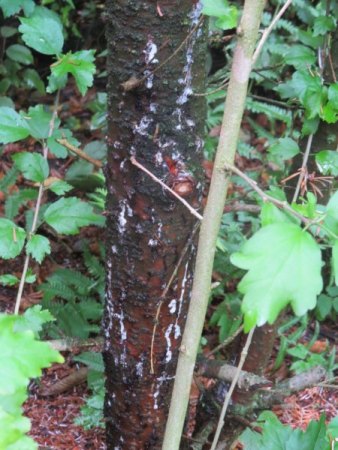 Tanne schwächelt massiv - gibt es noch einen Weg den Baum zu retten?