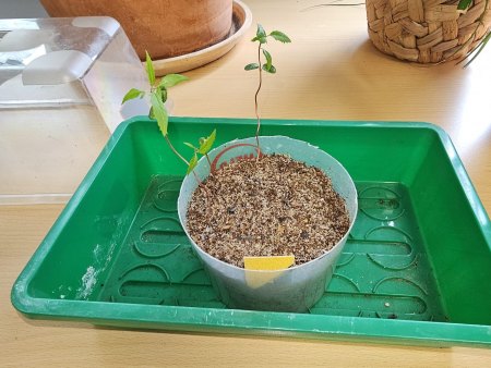 Pfefferbaum » Schinus molle