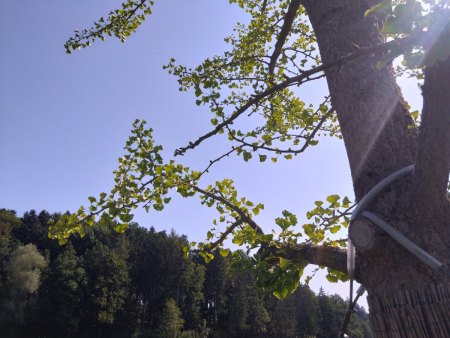 Verpflanzter Ginkgo hat Schwierigkeiten.