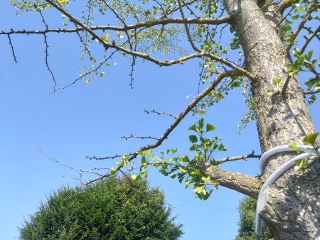 Verpflanzter Ginkgo hat Schwierigkeiten.
