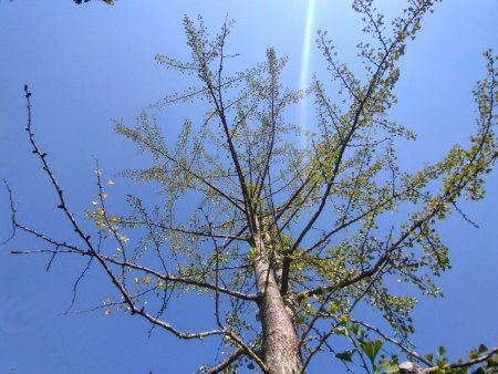 Verpflanzter Ginkgo hat Schwierigkeiten.