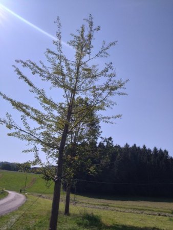 Ginkgo und Linde im Hintergrund