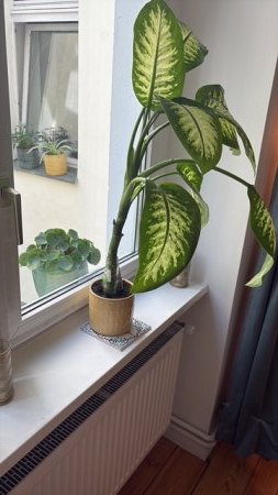 Dieffenbachia abgebrochen