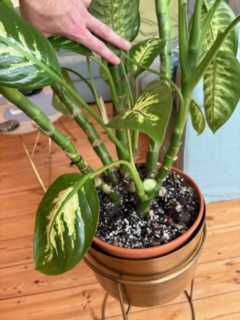 Dieffenbachia abgebrochen
