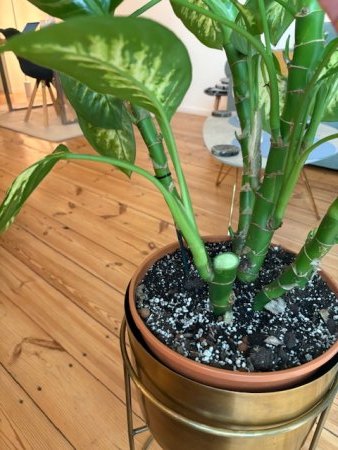Dieffenbachia abgebrochen