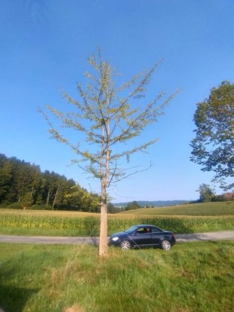 Verpflanzter Ginkgo hat Schwierigkeiten.