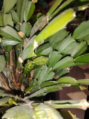 Helle eingefallene Flecken auf Schlumbergera/Weihnachtskaktus