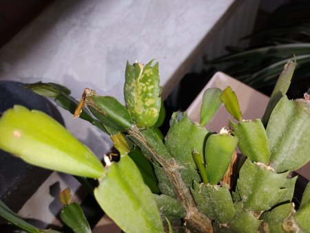 Helle eingefallene Flecken auf Schlumbergera/Weihnachtskaktus