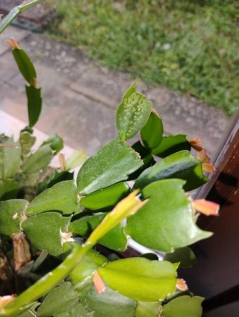 Helle eingefallene Flecken auf Schlumbergera/Weihnachtskaktus
