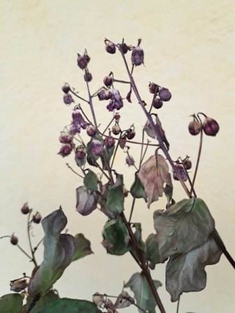 Lagerstroemia Indica