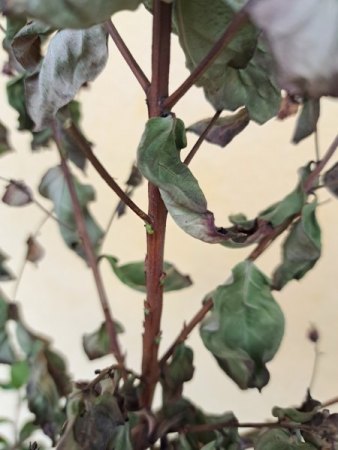 Lagerstroemia Indica