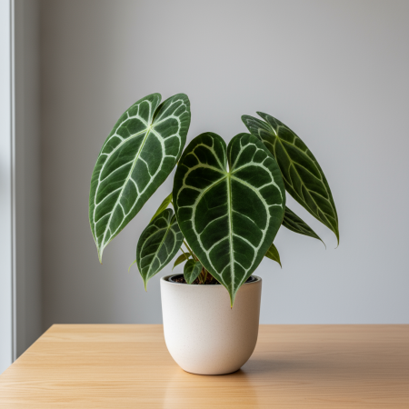 Anthurium clarinervium: Das Samt-Herz für dein Zuhause!