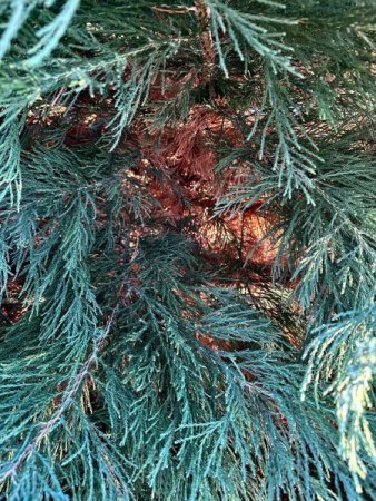 Großer Bergmammutbaum wird braun