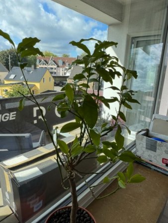 Kumquatbaum wirft plötzlich Blätter ab