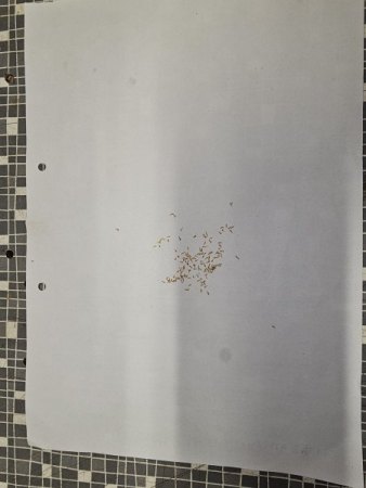 Anzucht von Puya mirabilis aus Samen