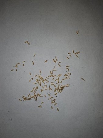 Anzucht von Puya mirabilis aus Samen