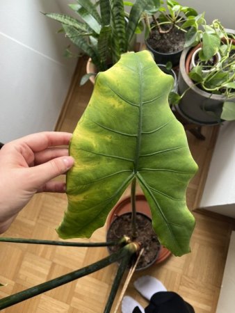 Alocasia Zebrina lässt Blätter hängen
