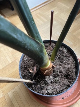 Alocasia Zebrina lässt Blätter hängen
