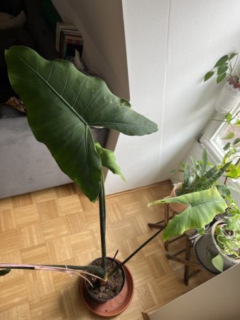 Alocasia Zebrina lässt Blätter hängen