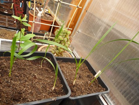 Was keimt bei euch? III