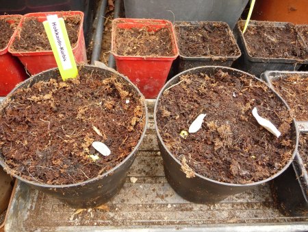 Was keimt bei euch? III